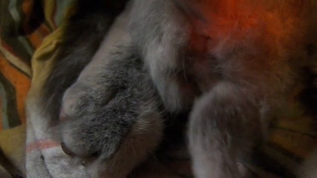 Как отличить котят мальчика от девочки смотреть онлайн