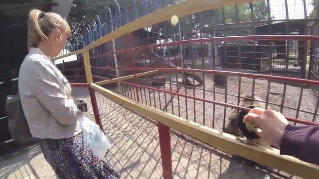 Животные.Зоопарк (Zoo. Animals) ...Turistorii смотреть онлайн