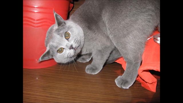 Самые Смешные Красивые и Богатые Коты и Кошки смотреть онлайн