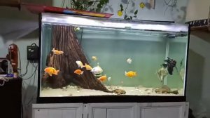 Аквариум со скаляриями и Монодактилами от Trần Quang Đạt