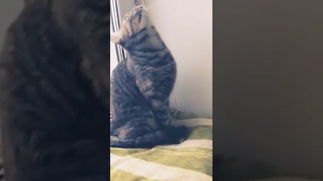 Надо мыться смотреть онлайн