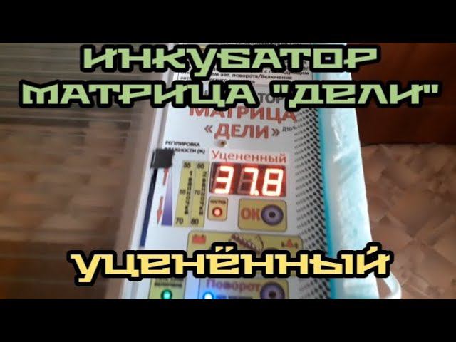 сезон инкубации продолжается... заложил яйцо броллера кобб 500 и яйцо голошейки... смотреть онлайн