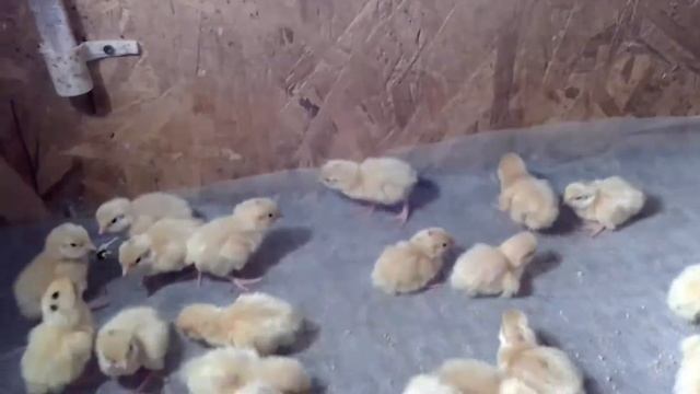 Перепела и Реасил. #1 Нулевой день. смотреть онлайн