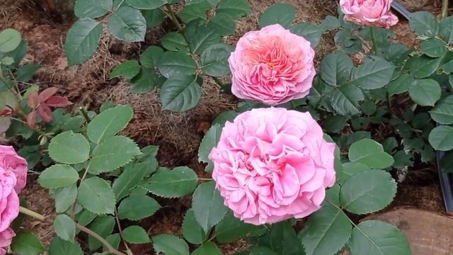 Стройка Практик