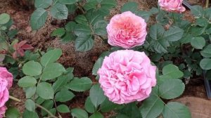 Роза "АЙСФОГЕЛЬ" / "Eisvogel". Розы современной селекции.