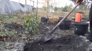 11.10 2016г.посадка груш колоновидных ДЕКОРА и САПФИРА .