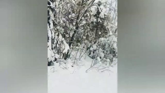 snowdog compact 13 л.с смотреть онлайн