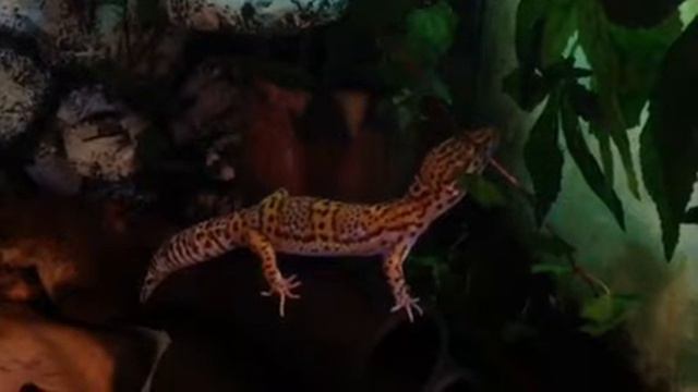 Эублефар в засаде смотреть онлайн