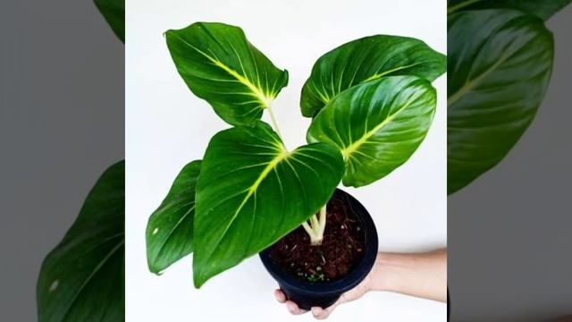 47 Rare HOMALOMENA (Queen of Hearts) Species | Homalomena Plant Varieties | Plant and Planting смотреть онлайн
