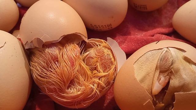 Я родился! смотреть онлайн