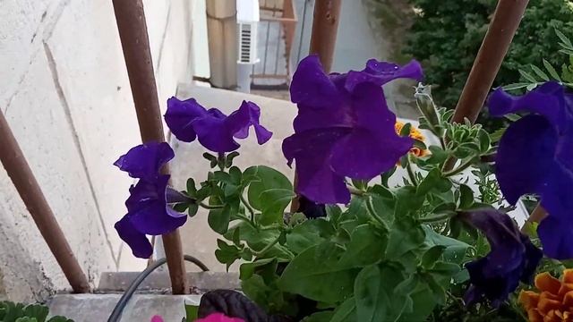 Моя маленькая клумба на балконе смотреть онлайн