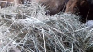 Зимние кормушки для КРС. В теории всё красиво, но на практике несколько иначе.