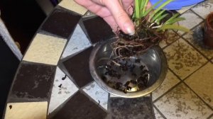 Орхидея лептотес LEPTOTES bicolor . Пересадка, условия ухода . Какой выбрать горшок для орхидеи.