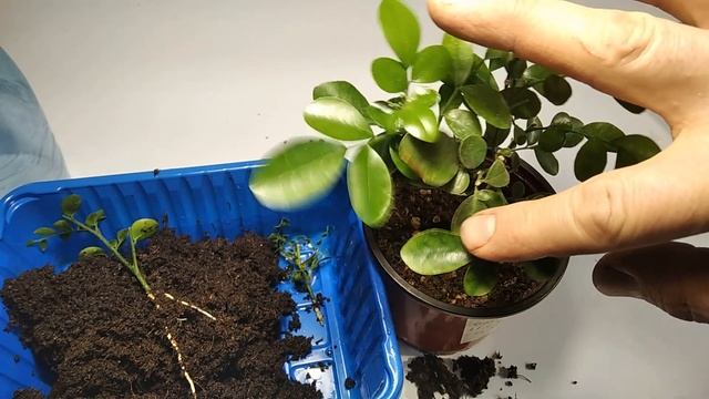 Опыт черенкования муррайи метельчатой. смотреть онлайн