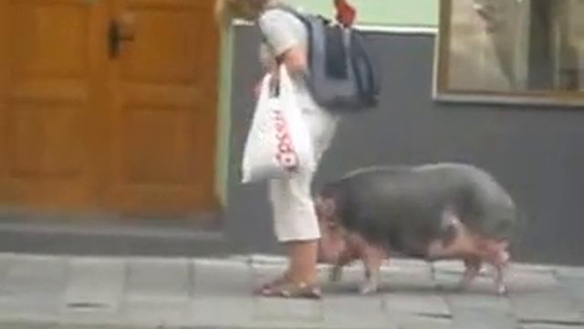 Женщина со свиньей в центре Львова смотреть онлайн