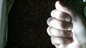 Как определить свежесть мормыша (бормаша, горбуна)