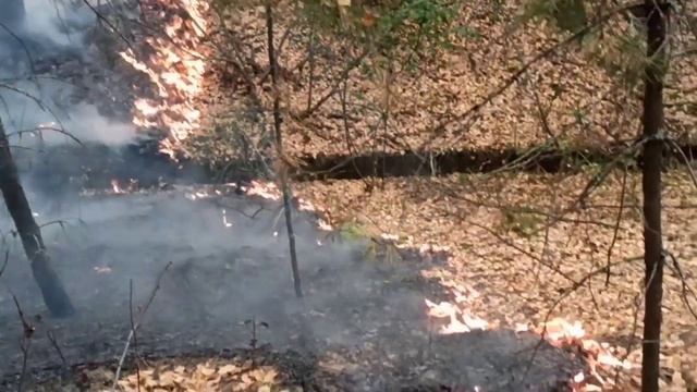 В Рязанской области горит Окский заповедник смотреть онлайн