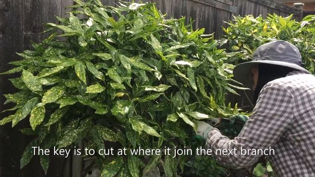 Aucuba Japonica, Gold Dust Plant - Prune to Shape - July 9 смотреть онлайн