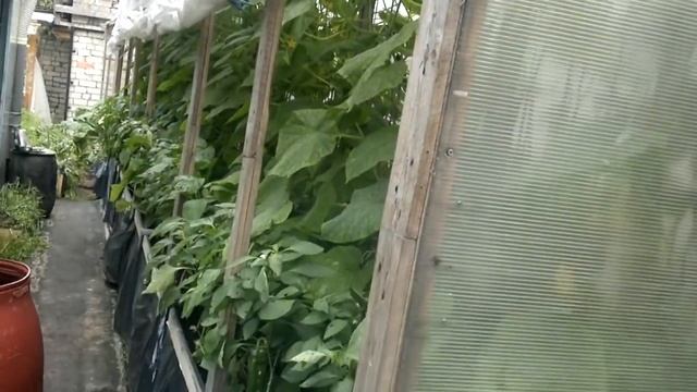 Картофель в грядках коробах . смотреть онлайн