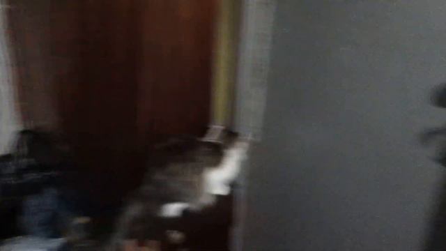 Землянка выживание! Харьков! Харьковская область! своими руками! реальные советы! кошки коты собаки смотреть онлайн