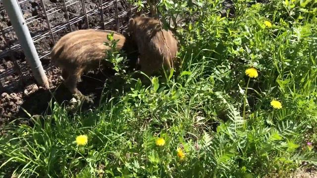 Зоопарк в Карелии :D смотреть онлайн