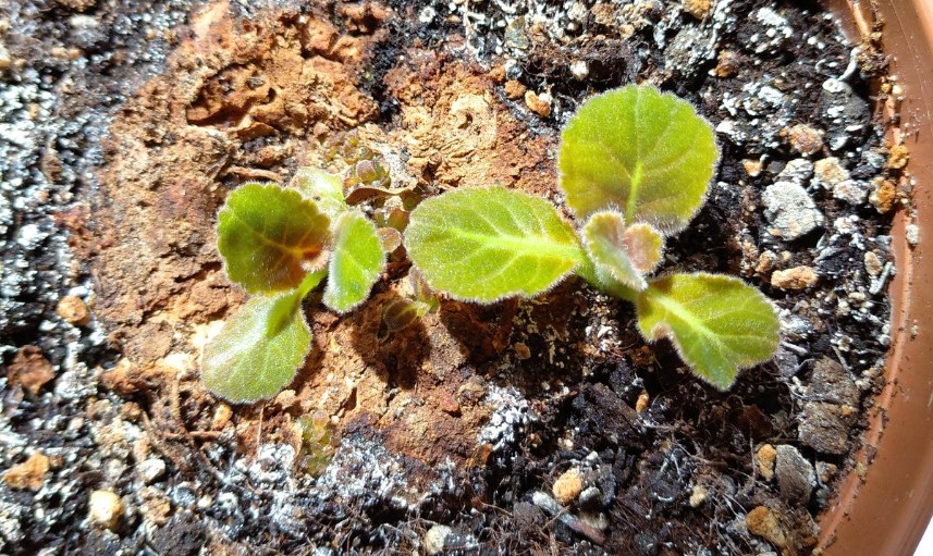 Глоксиния: как разбудить цветок? 3 верных способа активизации клубней смотреть онлайн