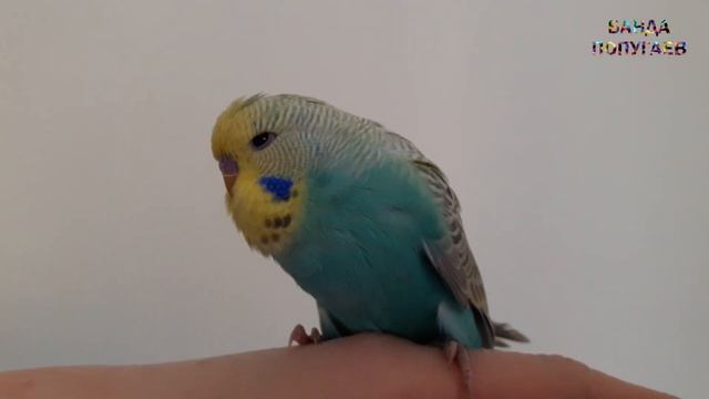 ? За какое время можно научить волнистого попугая говорить смотреть онлайн