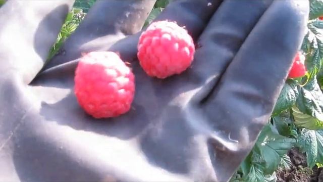 Брез Берри - летний сорт карлик с крупной и сладкой ягодой смотреть онлайн