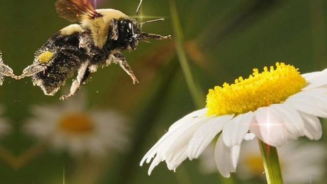 Не принимайте веник в подарок. Правила денежного веника, как намести деньги и удачу. смотреть онлайн