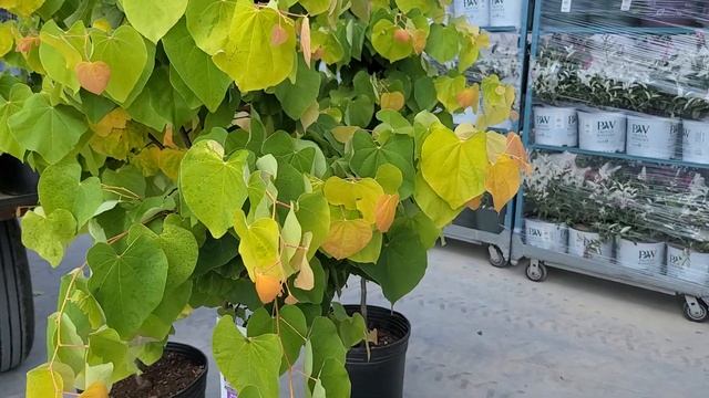 Cercis The Rising Sun™(Redbud) // STUNNING Golden Heart?Shaped Leaves & Bright Pink? Flowers.