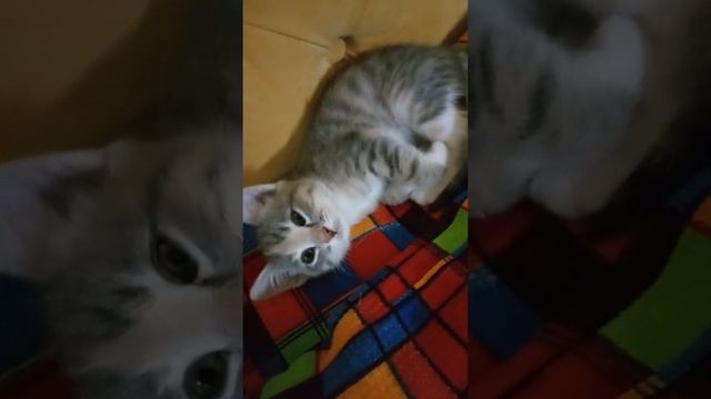 Ласточки прилетели??? смотреть онлайн