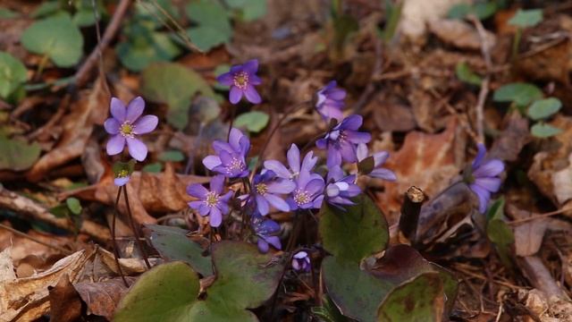 Pavasarinės Gėlytės. Triskiautė žibuoklė (Hepatica Nobilis)