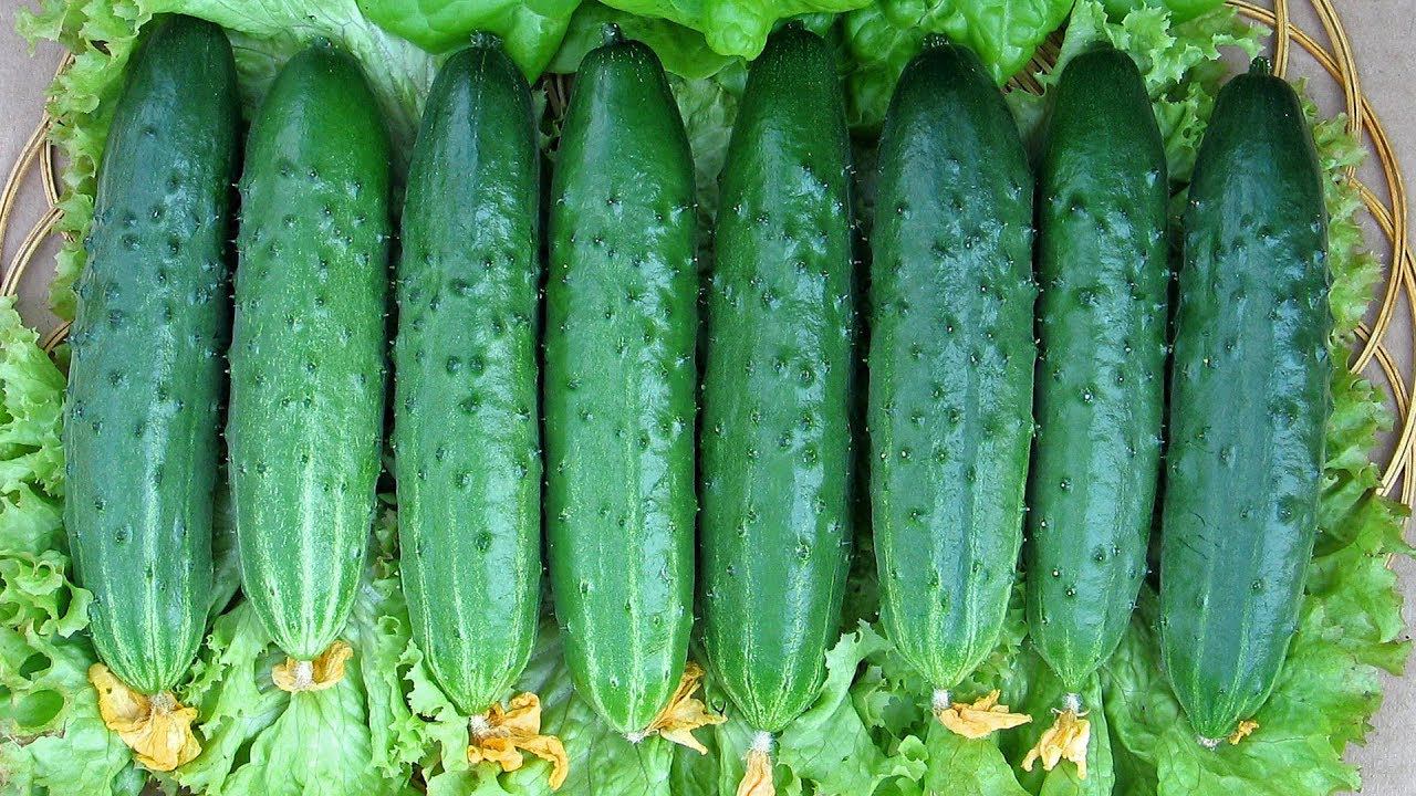 Самые вкусные огурчики Выбираем салатные сорта! смотреть онлайн