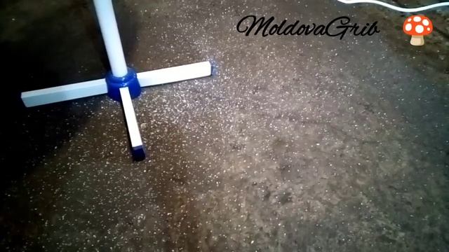 Вешенки и спороношение . Сколько спор выделяют грибы ? смотреть онлайн
