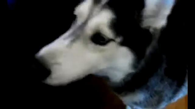 Мишка так зовут собаку Хаски которая говорит 12 слов смотреть онлайн