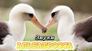 Какие звуки издает ОСЁЛ | Звуки ОСЛА | Звуки животных