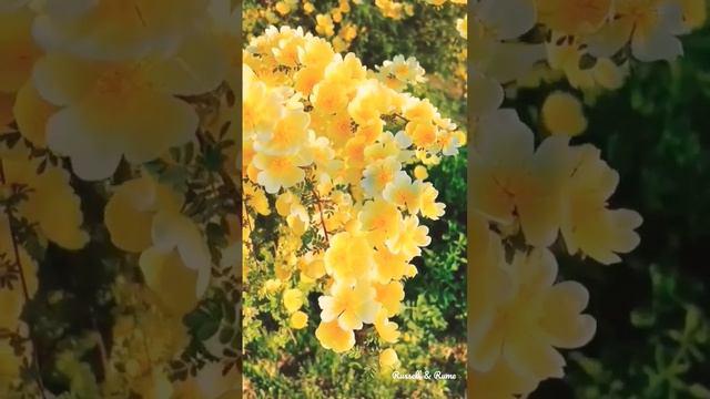 Yellow Climbing Rose Roses #flowerplants #flowers #flowertree #garden смотреть онлайн