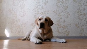 минусы и плюсы лабродора в квартире