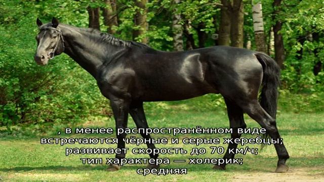 Английская чистокровная лошадь смотреть онлайн