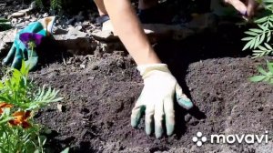 Декоративный лук. Посадка осенью