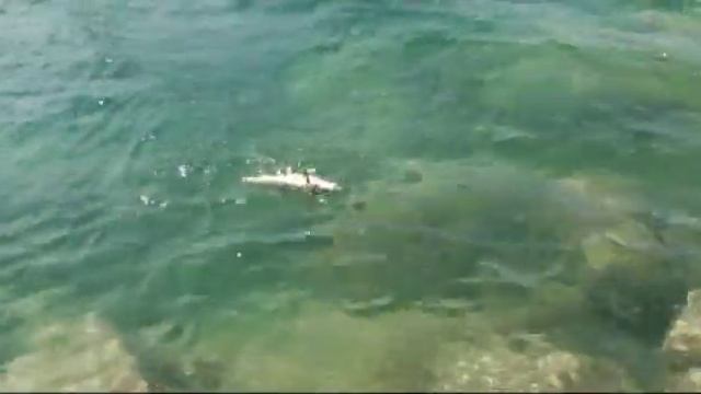 Fishing with DUO #2 - Bivi goes wild! смотреть онлайн