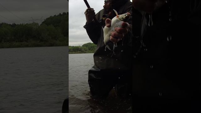 Хорошая густера и ещё с икрой. смотреть онлайн