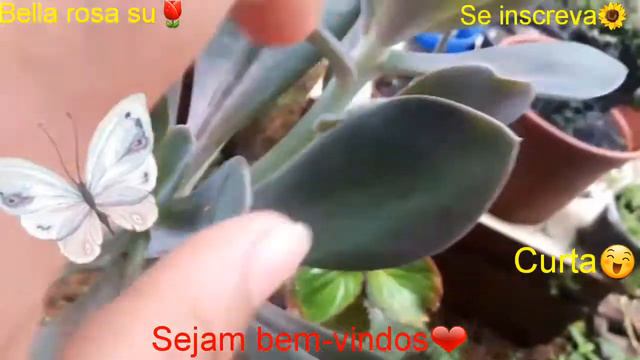 Recuperação echeveria metálica mais cactos 💗 смотреть онлайн
