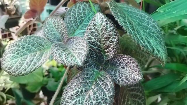 ചെടികൾ ഓൺലൈനിൽവാങ്ങാ൯ ഒരു സുവ൪ണാവസര൦ #plantsforsale #BlueBellvlog смотреть онлайн