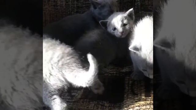 Russia Blue cats Русские голубые котят смотреть онлайн