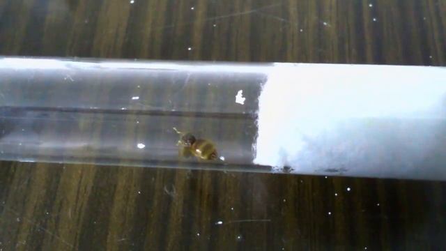 Садовые и лесные муравьи в коллекцию. #12 смотреть онлайн