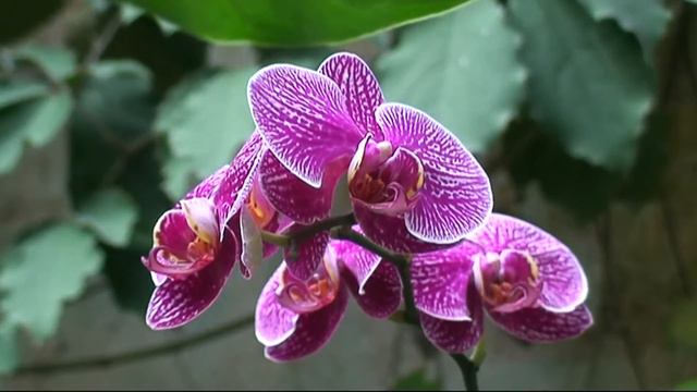 ОРХИДЕИ смотреть онлайн