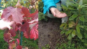 Первая зимовка гортензии и рододендрона. Как подготовить молодые декоративные кустарники к зиме.