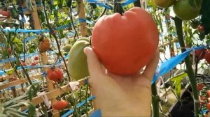 сортовой томат ЗНАМЕНИТАЯ КЛУБНИКА МИССИС ШЛАУБАХ обзор