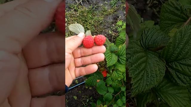 89184559582 глен файн ягода смотреть онлайн